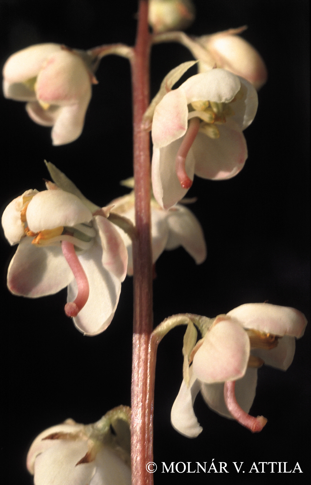 Pyrola rotundifolia L.