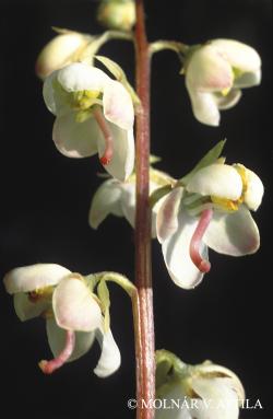 Pyrola rotundifolia L. 2.Image