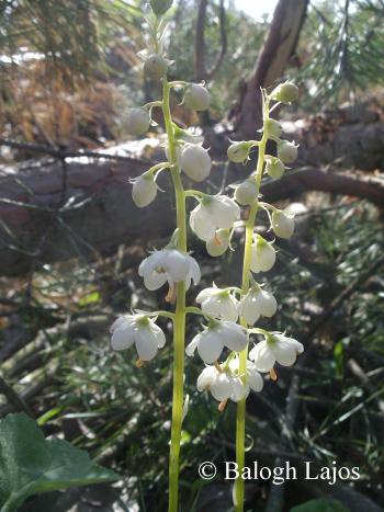 Pyrola rotundifolia L. 3.Image