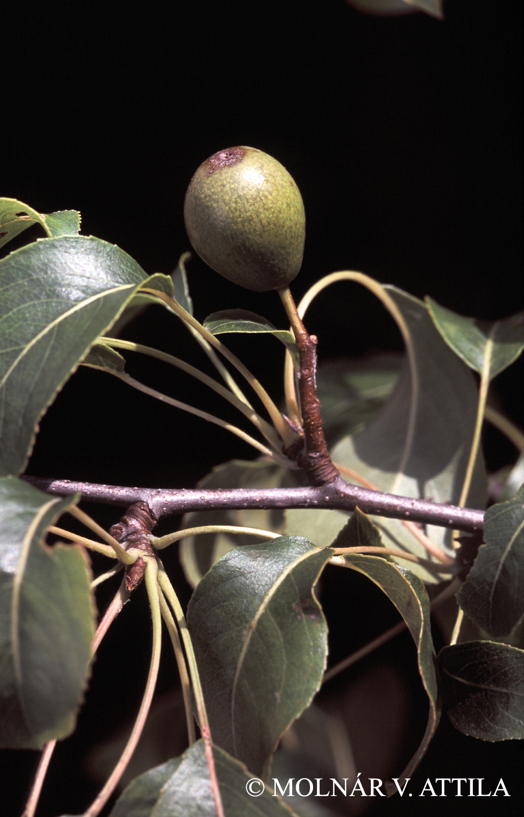 Pyrus magyarica Terpó
