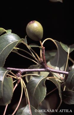 Pyrus magyarica Terpó 1.Kép