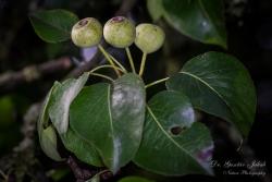 Pyrus magyarica Terpó 2.Kép