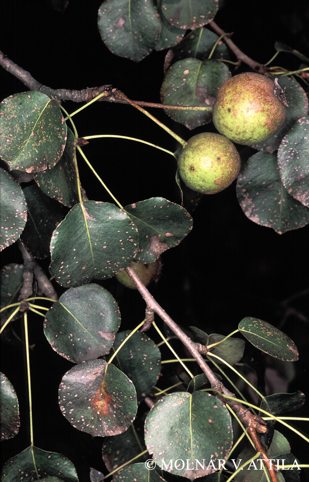 Pyrus pyraster (L.) Burgsd.