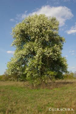 Pyrus pyraster (L.) Burgsd. 2.Image
