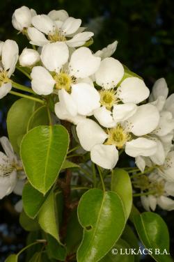 Pyrus pyraster (L.) Burgsd. 3.Image