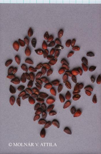 Pyrus pyraster (L.) Burgsd. 4.Image