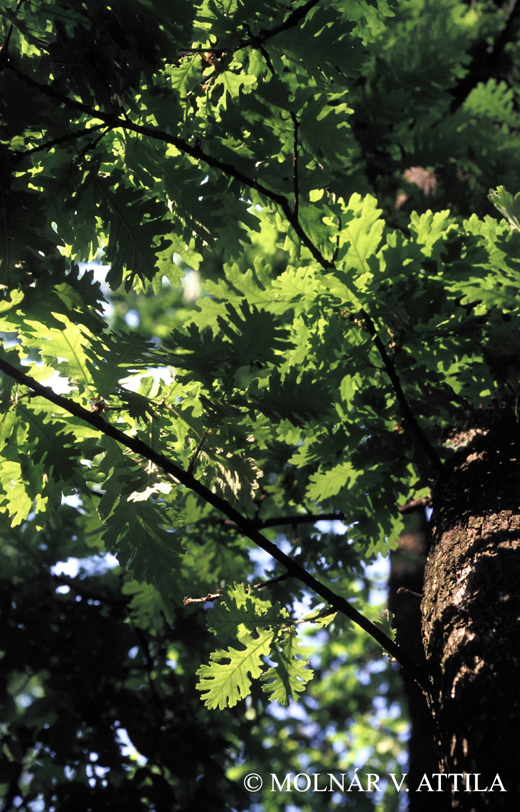 Quercus frainetto Ten.