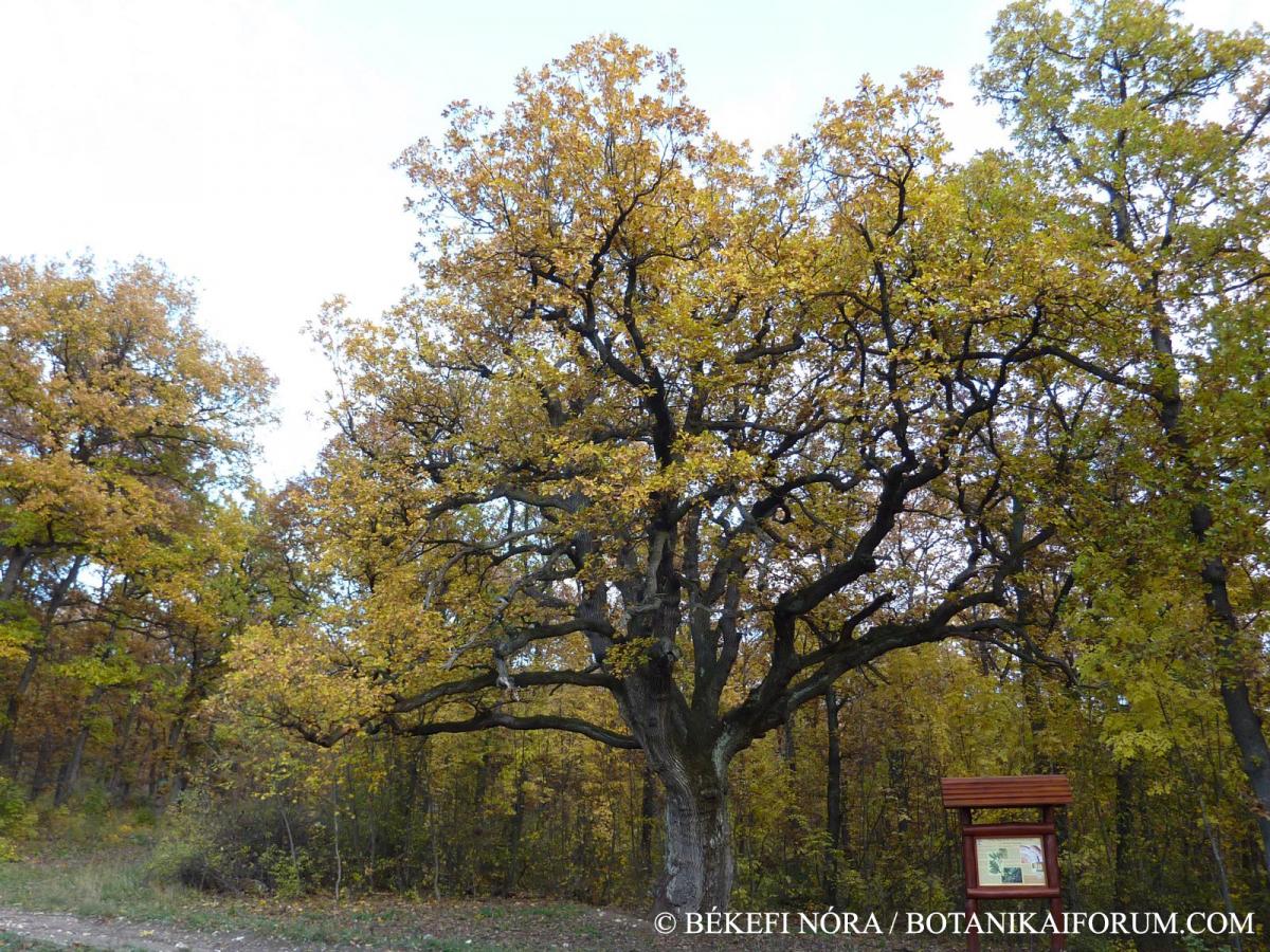 Quercus pubescens agg.