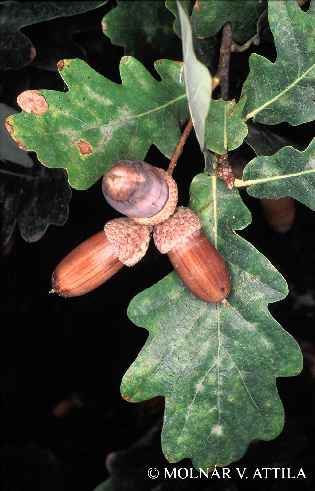 Quercus robur L.