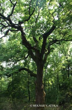 Quercus robur L. 2.Kép