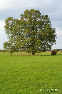 Quercus robur L. 3.Kép