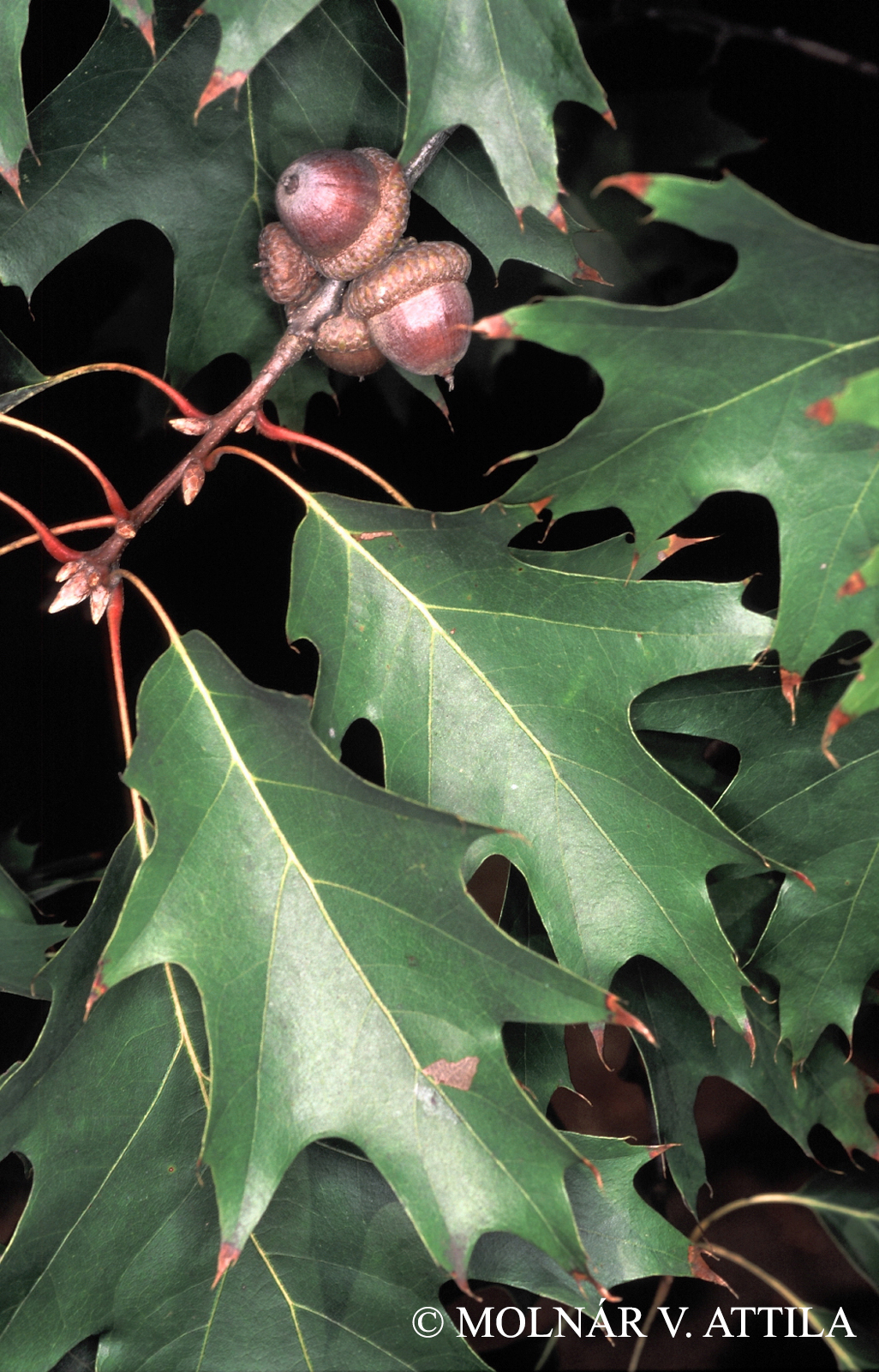 Quercus rubra L.
