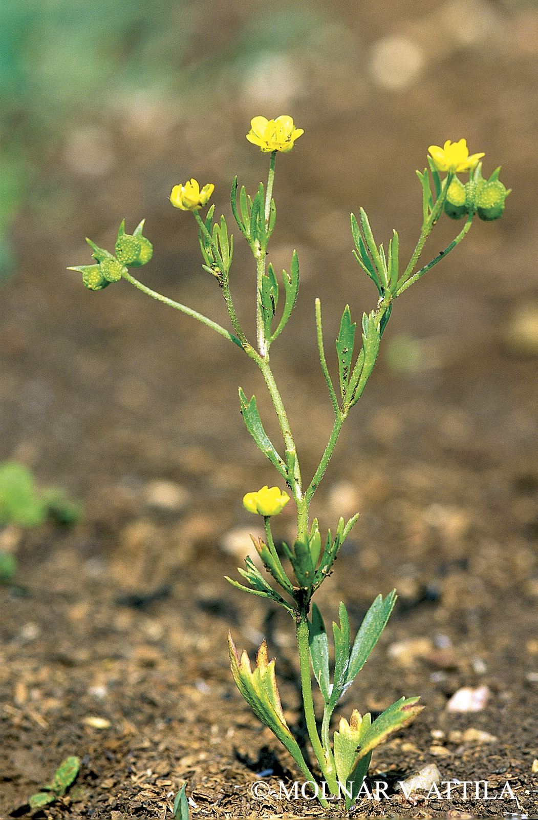 Ranunculus acris L.