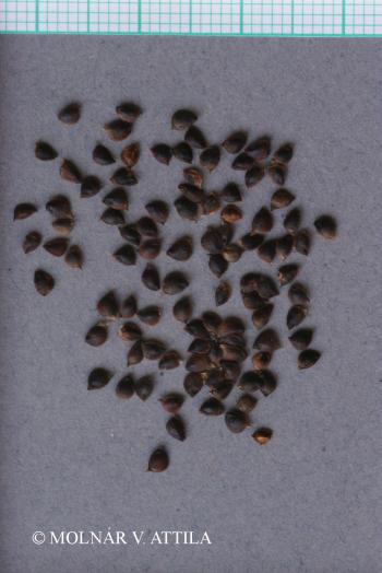 Ranunculus acris L. 2.Kép