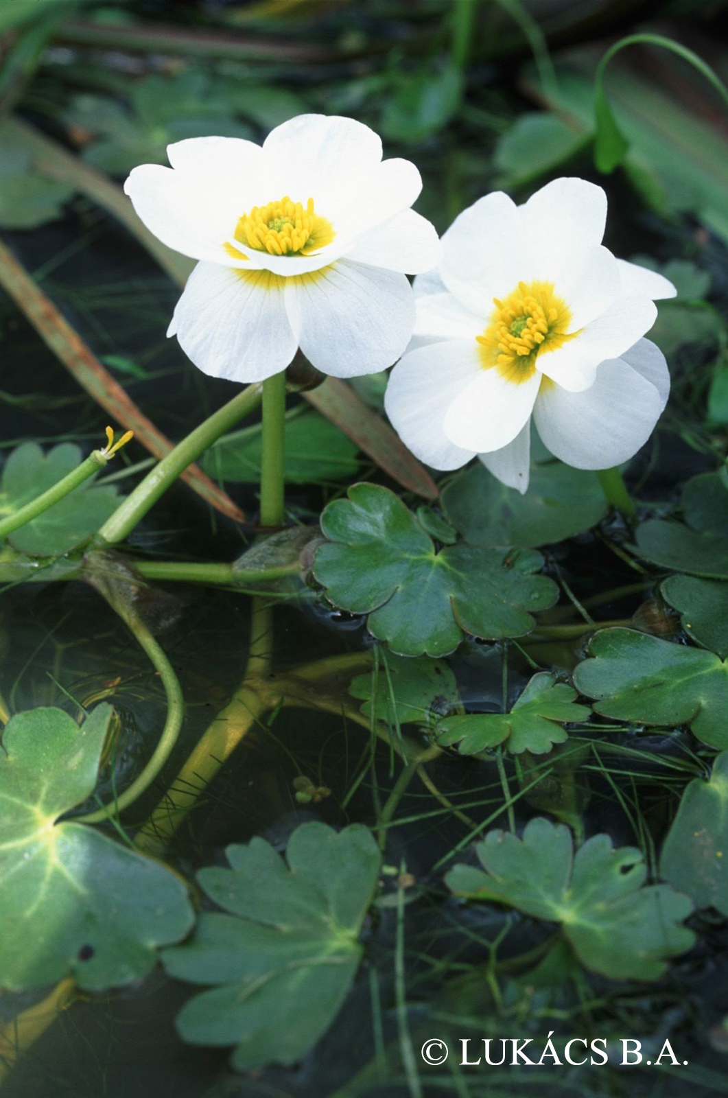 Ranunculus aquatilis L.