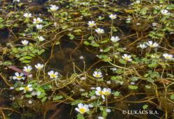 Ranunculus aquatilis L. 2.Kép