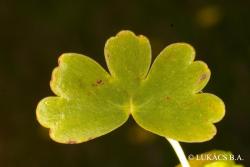 Ranunculus aquatilis L. 3.Kép