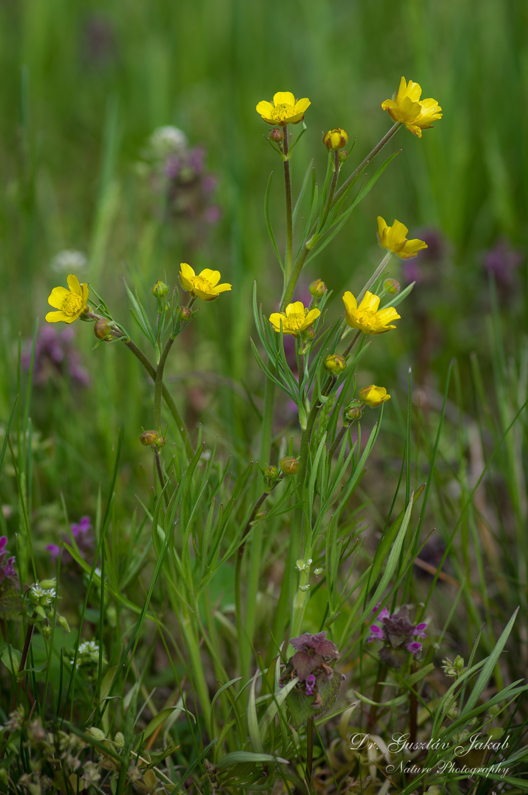 Ranunculus arvensis L.