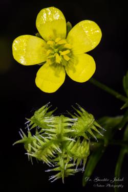 Ranunculus arvensis L. 2.Kép