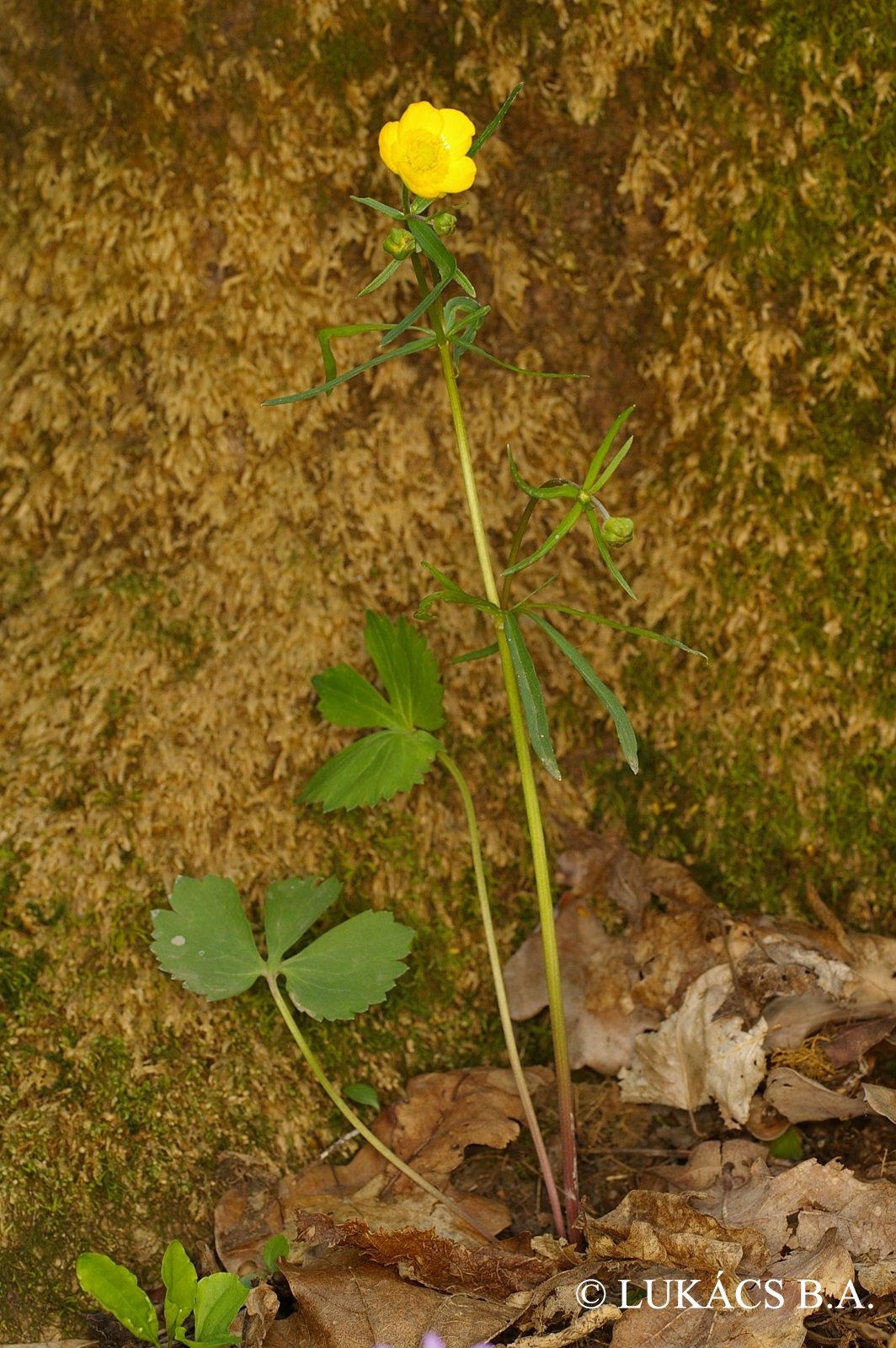 Ranunculus auricomus agg.