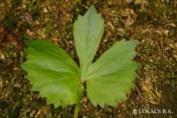 Ranunculus auricomus agg. 2.Kép
