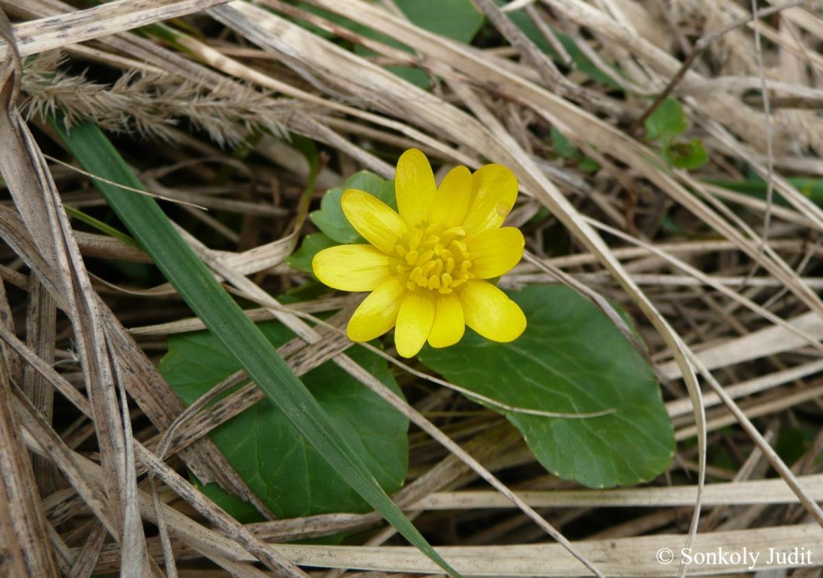 Ranunculus ficaria L.