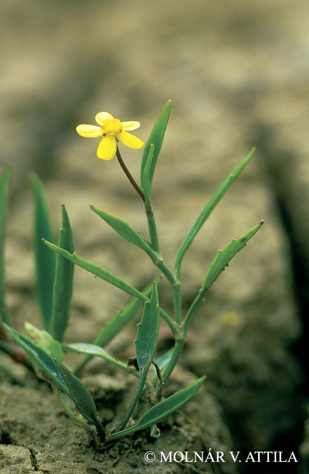 Ranunculus flammula L.