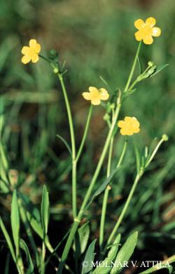 Ranunculus flammula L. 2.Kép
