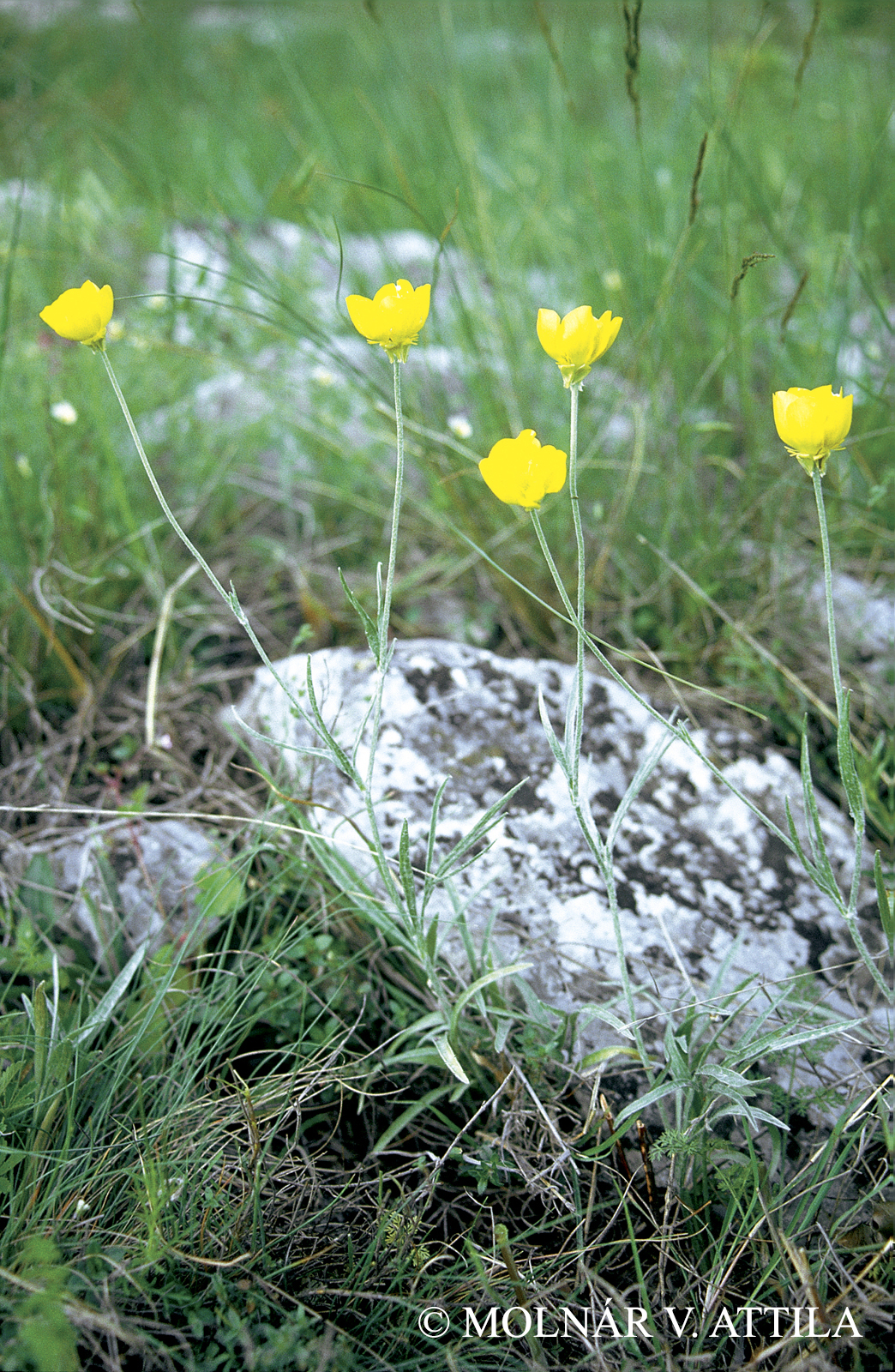 Ranunculus illyricus L.