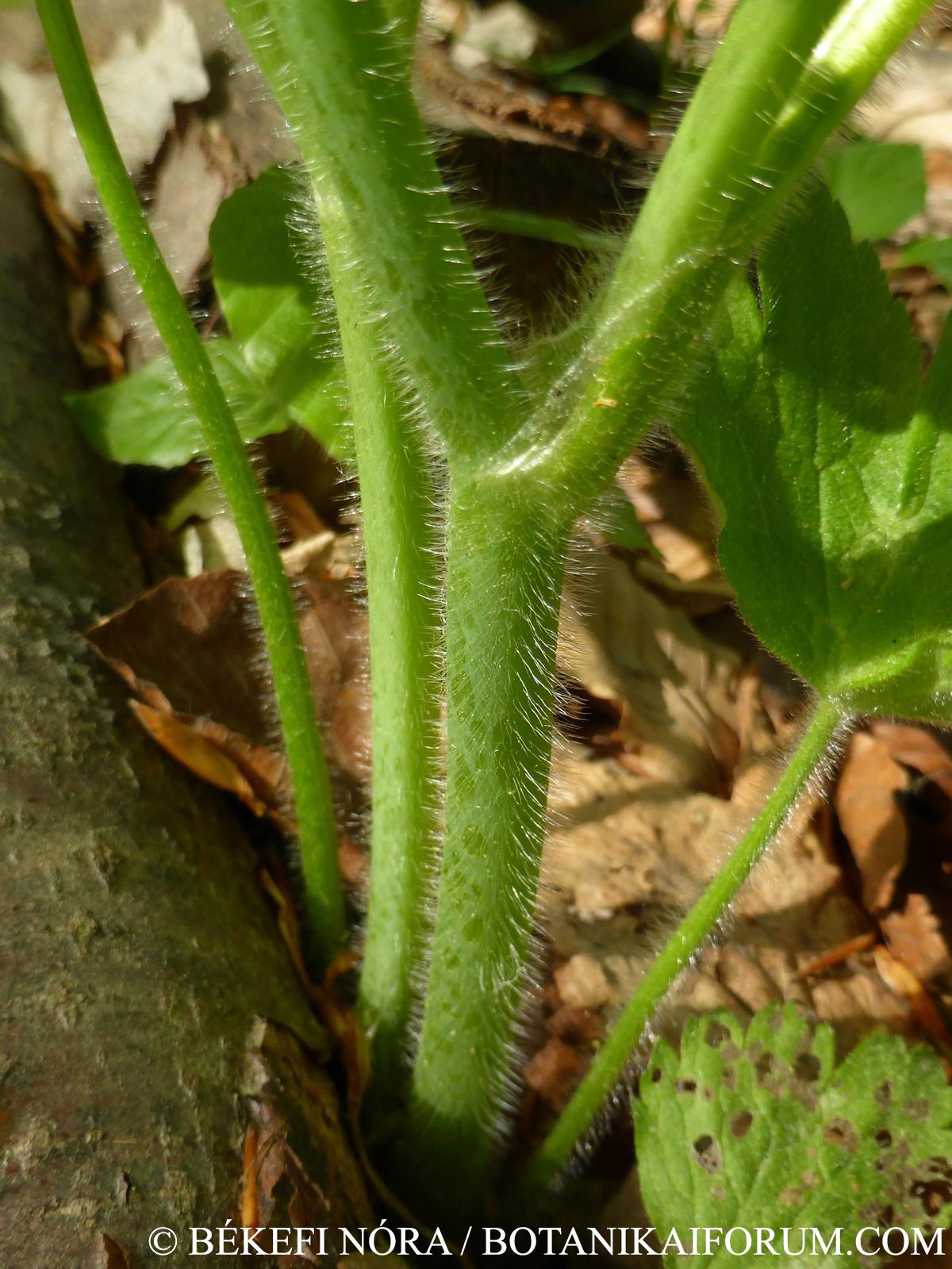 Ranunculus lanuginosus L.