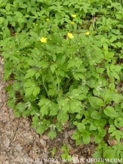 Ranunculus lanuginosus L. 2.Kép