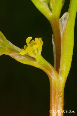 Ranunculus lateriflorus DC. 2.Kép