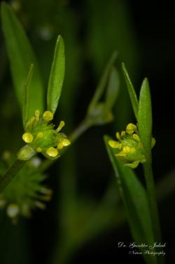 Ranunculus lateriflorus DC. 3.Kép