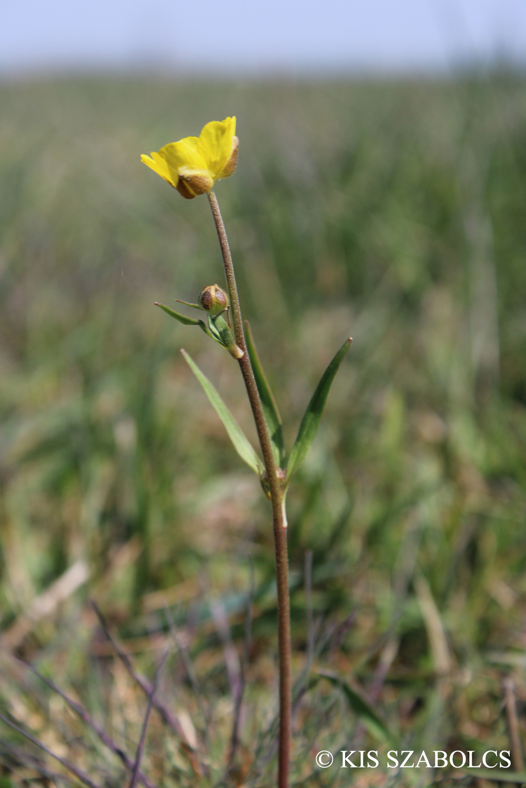 Ranunculus pedatus Waldst. et Kit.