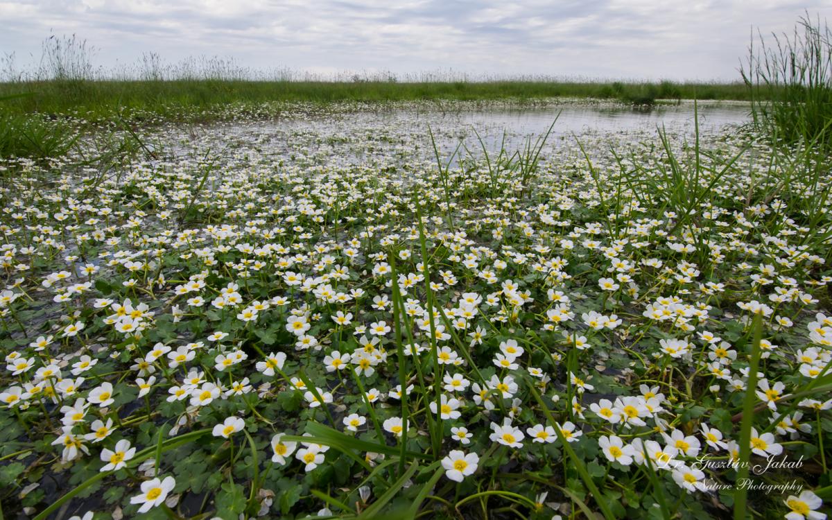 Ranunculus peltatus Schrank