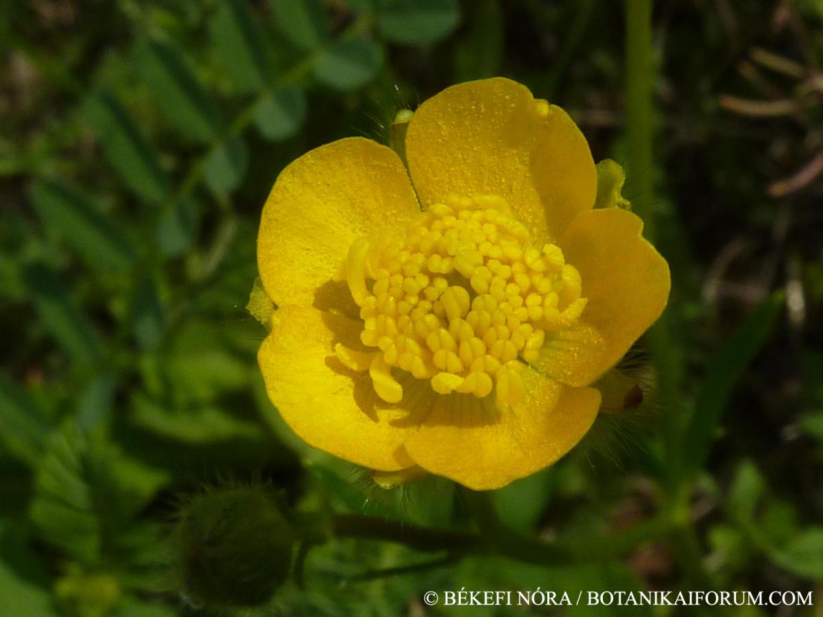 Ranunculus polyanthemos L. s. l.