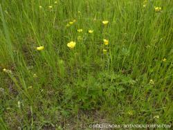 Ranunculus polyanthemos L. s. l. 2.Kép