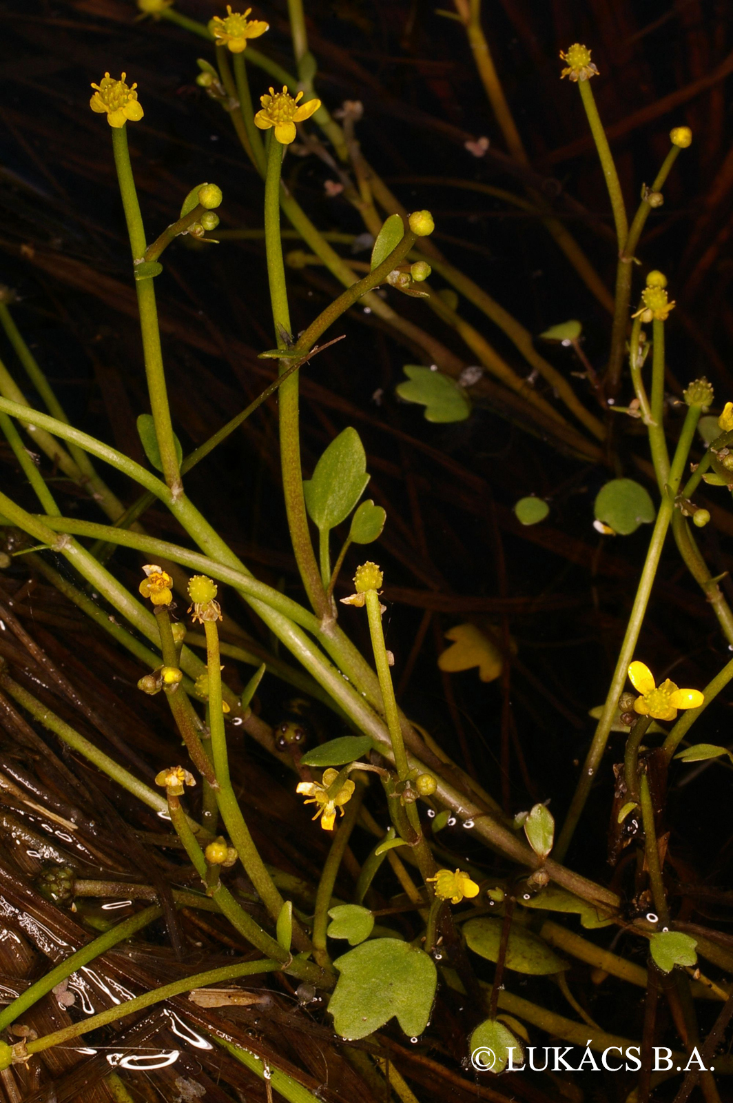 Ranunculus polyphyllus Waldst. et Kit.