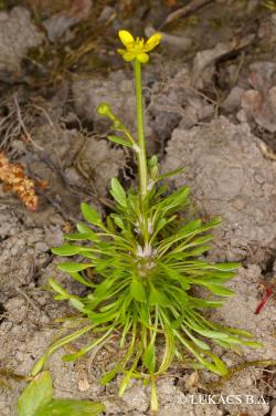 Ranunculus polyphyllus Waldst. et Kit. 2.Kép