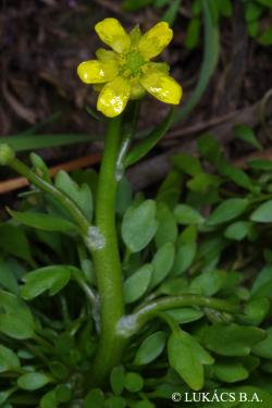 Ranunculus polyphyllus Waldst. et Kit. 3.Kép
