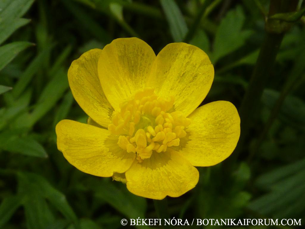 Ranunculus repens L.