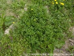 Ranunculus repens L. 2.Kép