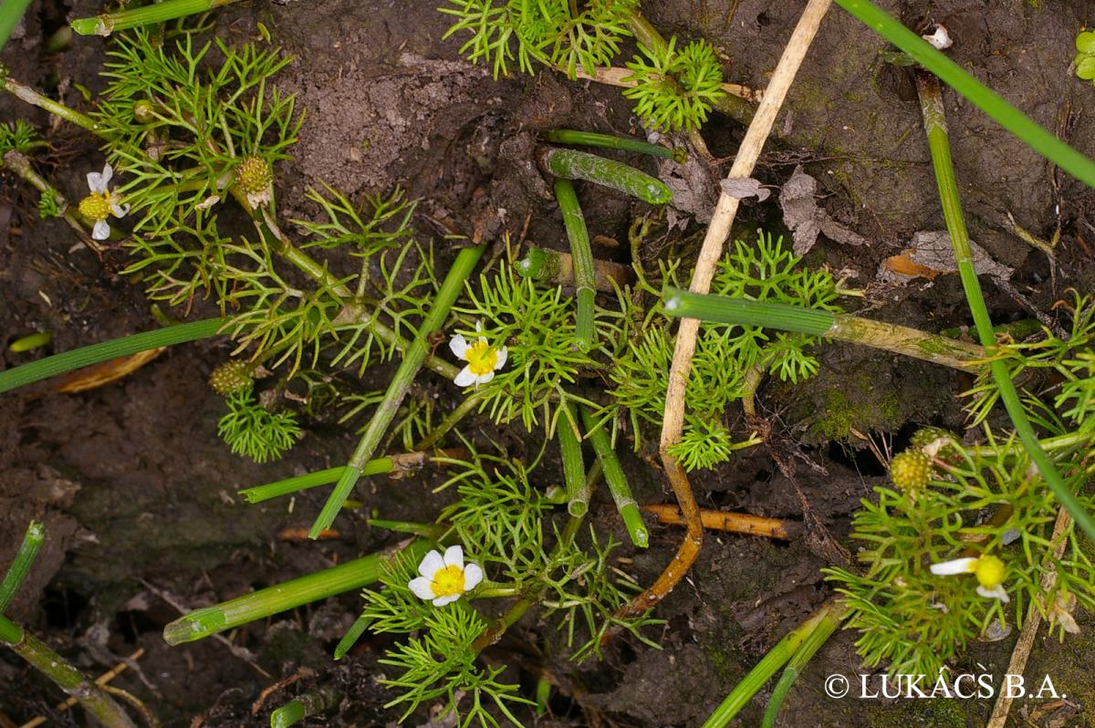 Ranunculus rionii Lagger