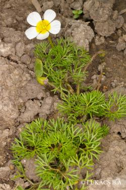 Ranunculus rionii Lagger 2.Kép