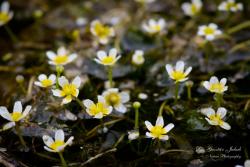 Ranunculus rionii Lagger 3.Kép