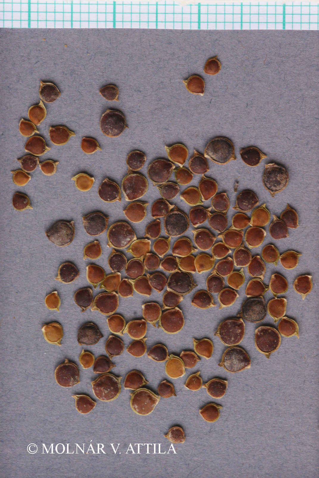 Ranunculus sardous Crantz