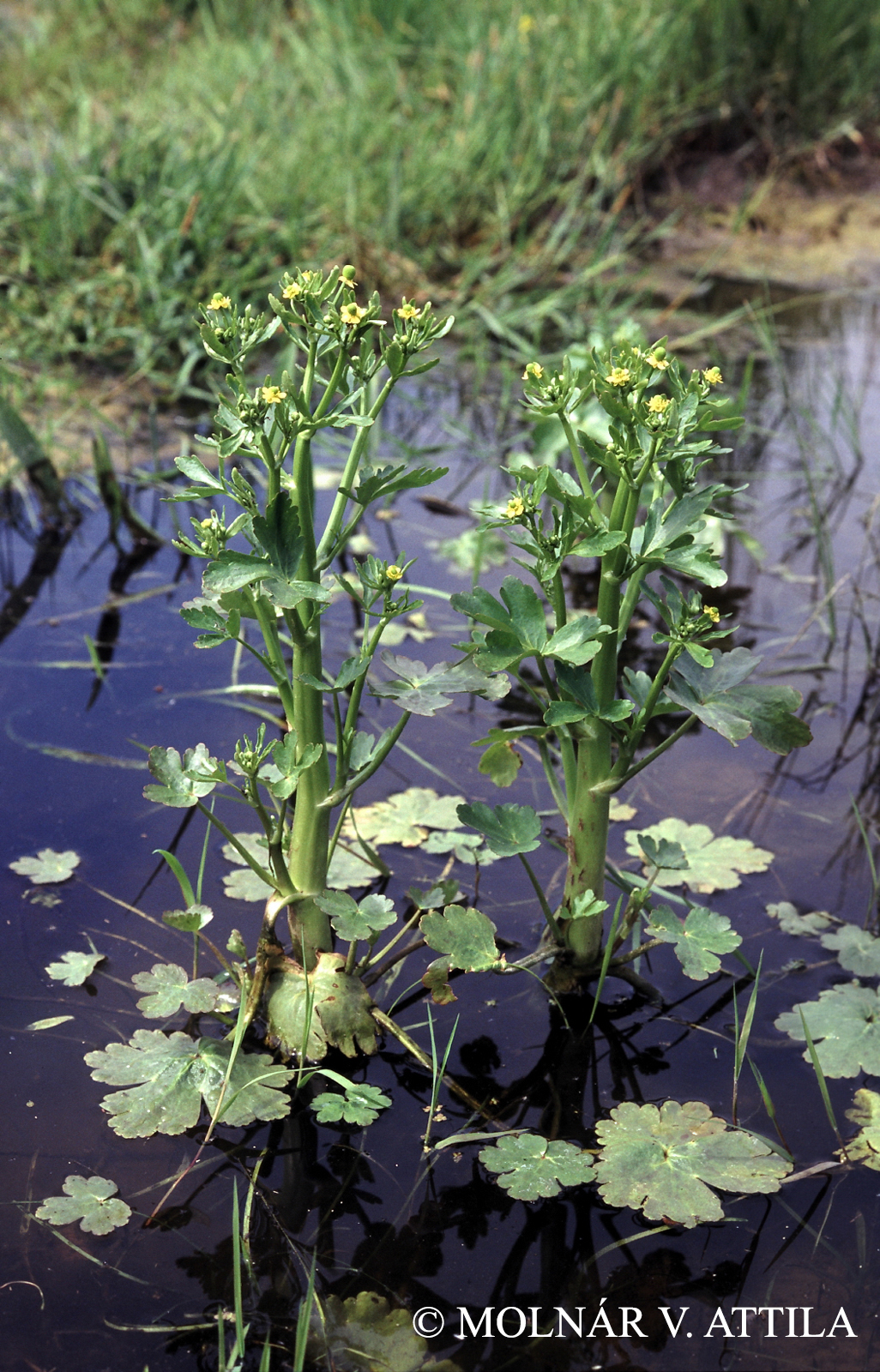 Ranunculus sceleratus L.