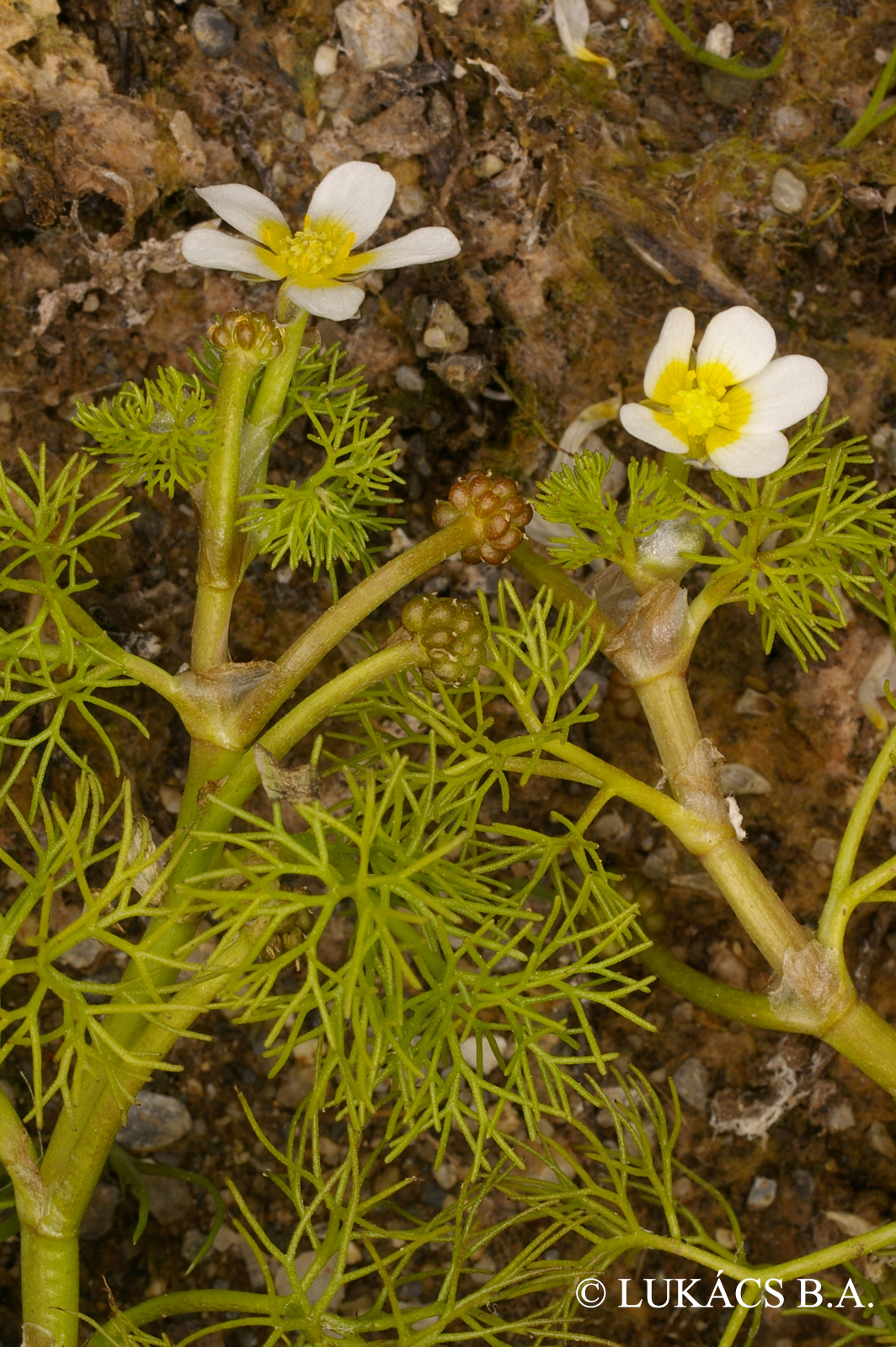 Ranunculus trichophyllus Chaix