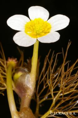 Ranunculus trichophyllus Chaix 2.Kép