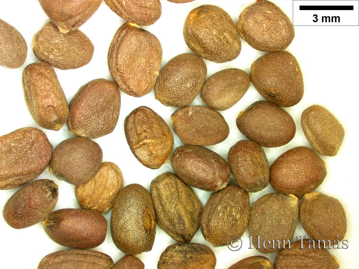 Raphanus raphanistrum L.